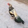 sargodha1aseelking