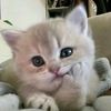 matchcatlover