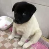 dyojnaiqheqt