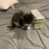 dyrayana_228