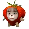 alphacallinitouut