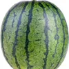 arbusboss