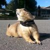 abrahamlincolnprairiedog