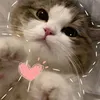 hi_imcat1