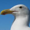 wild.seagull