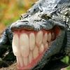draconico