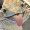 th3.lizard