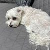 veronicai752