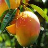la_mangue710