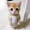 lord_tacet
