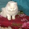 kashifnaveed3207