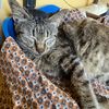 miaumewmiao