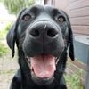 zippy.the.cute.lab