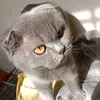 chqnhh_tntg