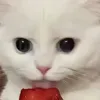 strawberryheedeungie