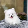 kimanhribi
