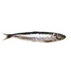 afishfromthesea