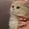 eirlys_e