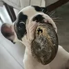 luiz_chiorato