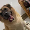 Kẻ cai trị loài bò ụmmmm boà
