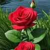 mozam_memon01
