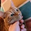 dcmnagru