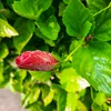 lotuslily39