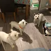 westiesaremebesties