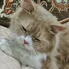zainabalhashimi3