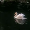 yi_099