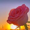 user83034201261676