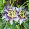 passiflora_aethers