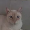 bentinhoamerelo