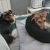 yycdogmom