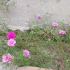 phamngoan7986