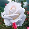 am_10_o