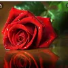 user53385200444646