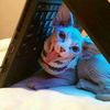 sphynxkittylove
