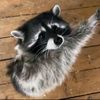 steve_2413