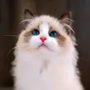 اومی👑