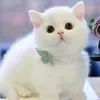 hoahong_209