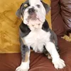 hamish581