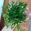 AQUASCAPING JC
