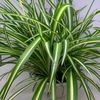 livingthatplantlife