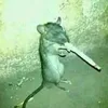 ratotifods