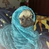 traumatizedpugvr