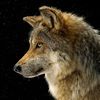 wolfgamercc