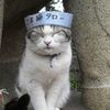 marimo_567