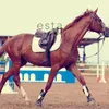 cavallerizzanata.love