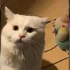 anhar_7773